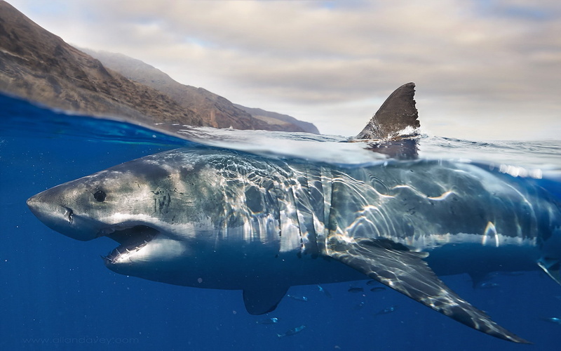 shark, 1080P, Nature, white, great, water