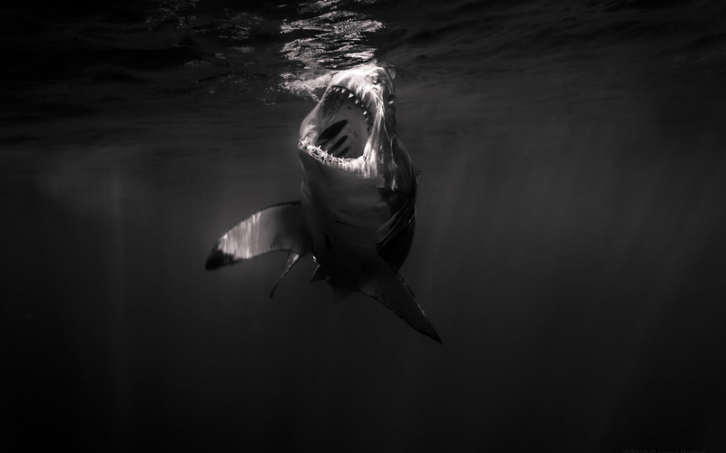 outdoors, sea life, marine, water, vertebrate, full length, shark, gray, monochrome, motion, swimming, 1080P, animal wildlife, white, animals in the wild
