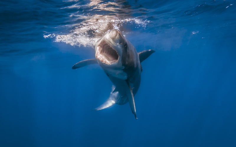 s, amazing, Nature, 2K, whale, Sea, shark, Amazing Animals