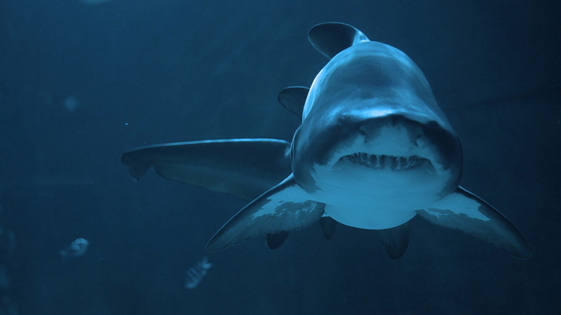 nature, underwater, vertebrate, gray, one animal, marine, animal themes, undersea, sea, blue, mouth open, warning sign, swimming, animals, water, white