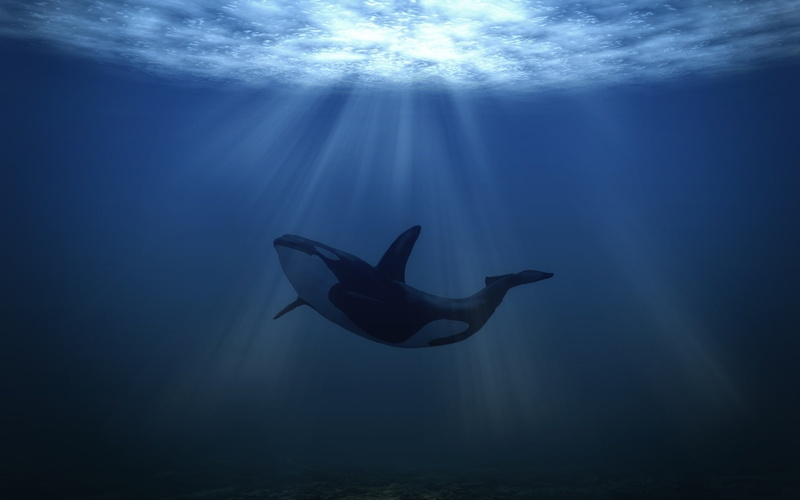 sea, 1080P, shark, big, whale, underwater