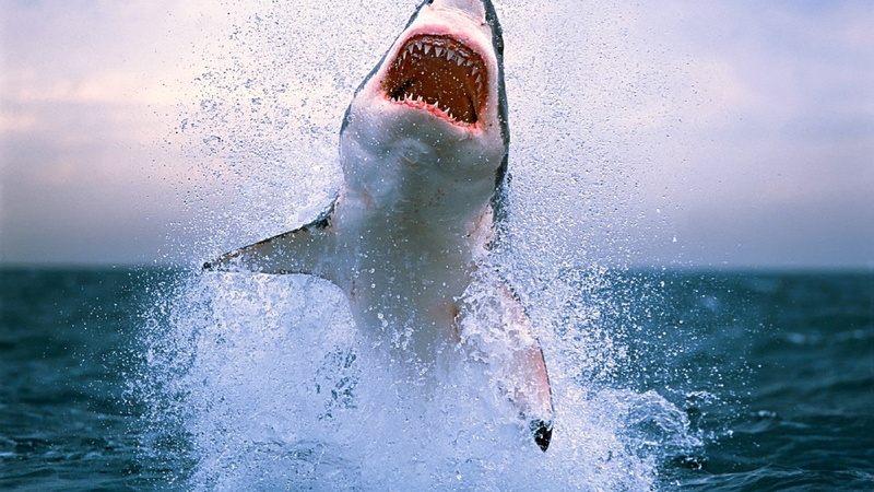 Great White Shark, 720P