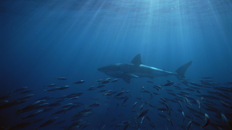 1080P, south, fishes, neptune, white, shark, islands, great, australia, iphone