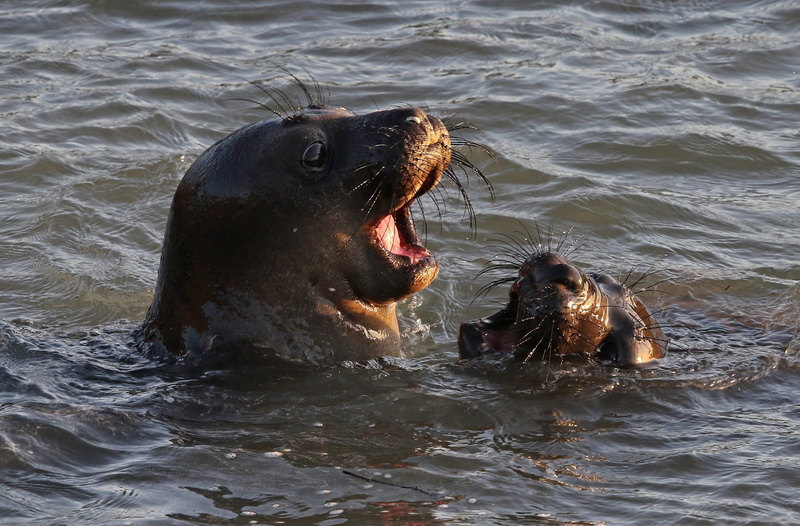 animals hunting, waterfront, seals, california, swimming, wilderness, ocean, day, animal body part, group of animals, animals in the wild, playing, mammals