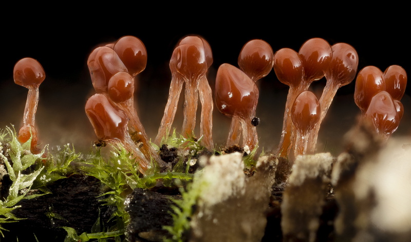 Center, close-up, Lava Lamp, sporangia, spore, mushrooms, vegetable, food, organic, photo, ecological, plant, stacker, growth, Amorphea, brown, Slime Mold