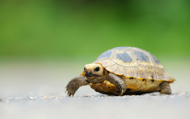 outdoors, nature, marine, 1080P, no people, close-up, desktop, reptile, boredom, vertebrate, elongated, tortoise shell, animal themes, shell, tortoise