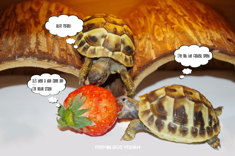 still life, food and drink, close-up, shell, tortoises, animal, indoors, communication, one animal, animal themes, domestic, no people, tortoise, western script