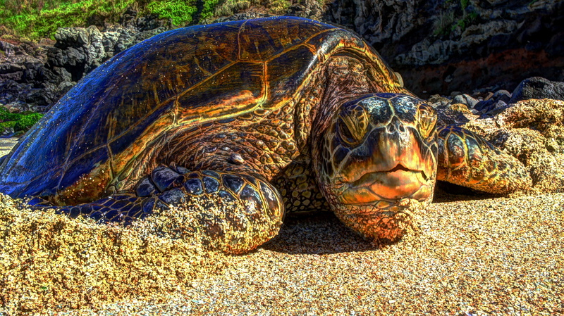 vertebrate, animal wildlife, beach, reptile, 4K, shell, sunlight, tortoise, rock - object, isle of Maui, animal head, Maui, black, turtle, animal shell