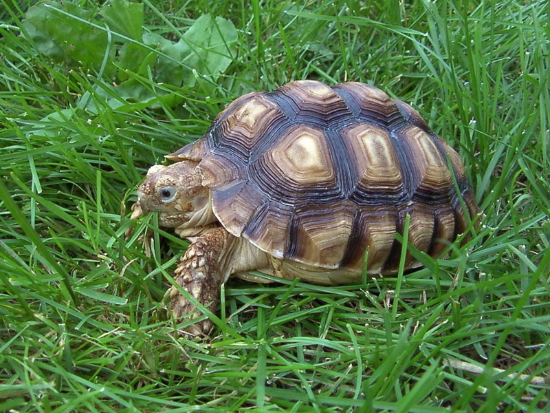 animals in the wild, land, green color, tortoise, no people, animals, vertebrate, brown, turtle, shell, field, nature, animal, tortoise shell, close-up