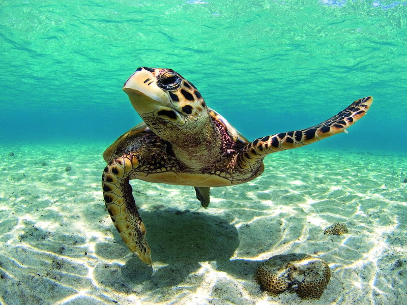 carribean, black, turtle, animal, sea, brown, 720P, caribbean, water, beautiful, tortoise