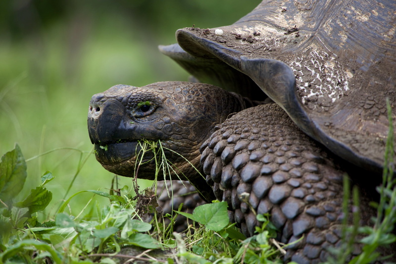 turtle, grass, no people, animal wildlife, selective focus, day, animals in the wild, animal themes, vertebrate, animal head, 5K, close-up, field, land