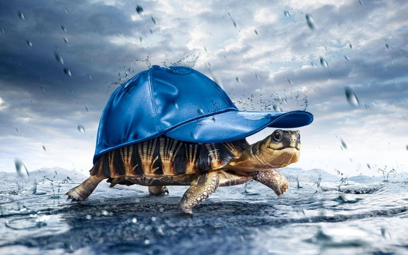 blue, winter, reptile, outdoors, turtle, swimming, animal, tortoise, animal themes, sea, marine, 1080P, nature, animal wildlife, rain, no people, one animal
