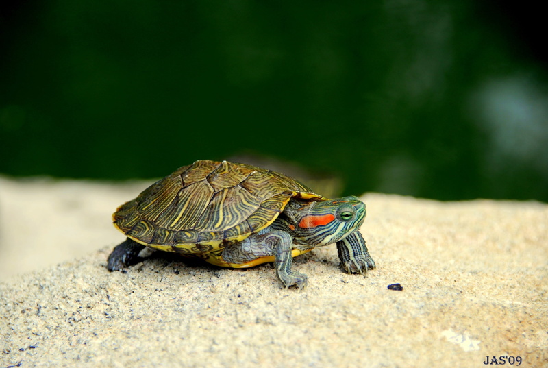 tortoise, marine, land, animal themes, full length, one animal, outdoors, no people, turtle, animals In The Wild, animal wildlife, pets, crawling, close-up
