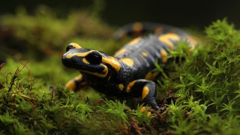 land, animals in the wild, grass, animal themes, 2K, Batrachotoxin, moss, reptile, day, macro, selective focus, outdoors, animals, animal, vertebrate