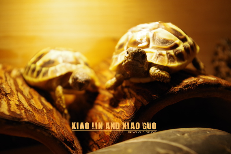 tortoise, vertebrate, animal themes, indoors, turtle, no people, animal wildlife, reptile, animal shell, one animal, animal, nature, selective focus, animals in the wild