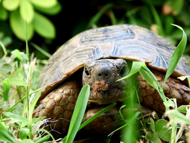 leaf, close-up, vertebrate, plant, plant part, shell, grass, green color, tortoise, animal themes, brown, turtle, 720P, animal shell, animals in the wild