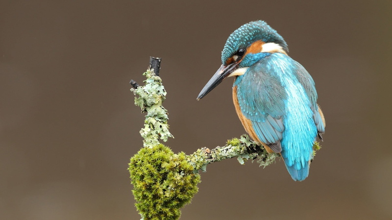 1080P, perching, two, blue, beauty in nature, focus on foreground, animals in the wild, bird, animal, beak, vertebrate, kingfisher, animal themes, no people