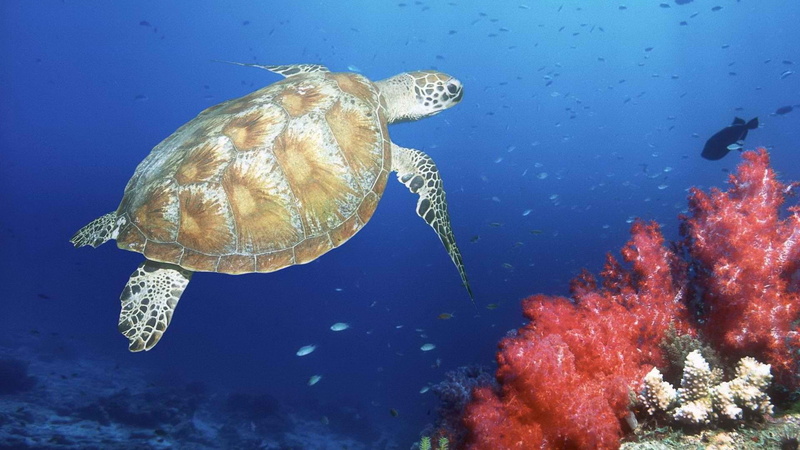 tortoise, 1080P, turtle, ocean, hd, animals