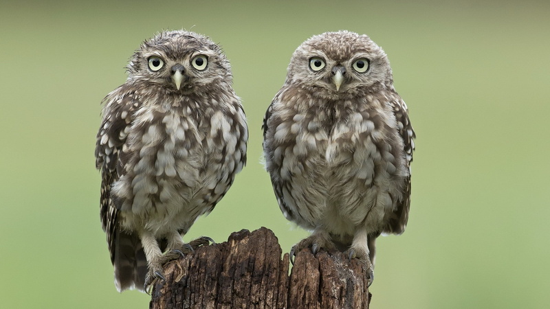 vertebrate, bird, bird of prey, group of animals, 1080P, two animals, animal themes, bark, animal, tree stump, owl, looking at camera, day, tree, perching