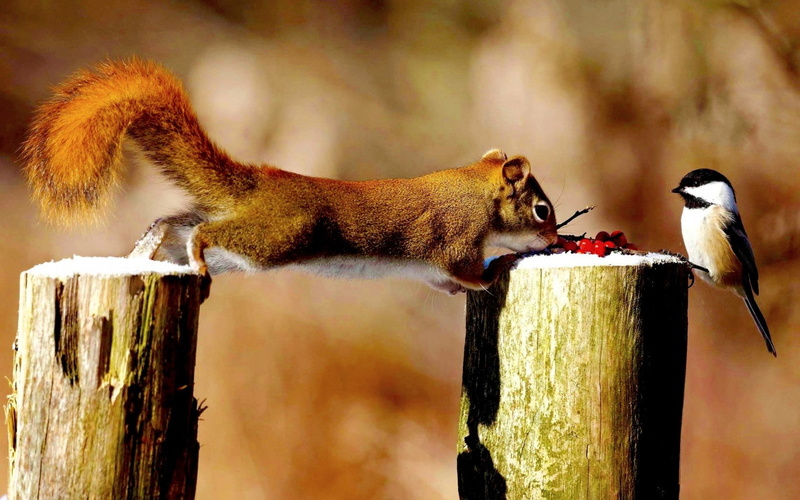 no people, wood - material, animal themes, tree stump, animals, animals in the wild, vertebrate, mammal, tree, nature, bark, animal, wooden post, 720P