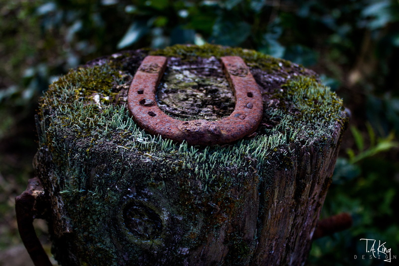 weathered, Taking Design, no people, moss, nature, brown, depth of field, bark, deterioration, tree, day, close-up, metal, wood, rusty, outdoors, decline