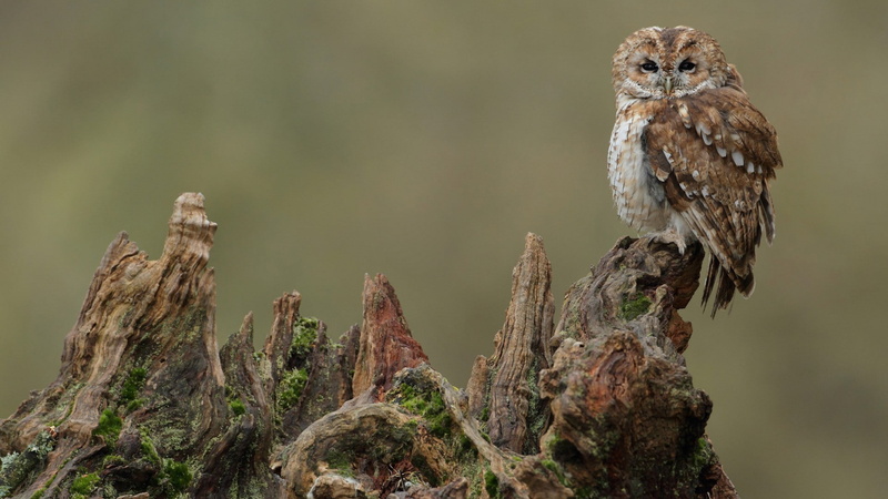 owl, birds, tree stump, 1080P