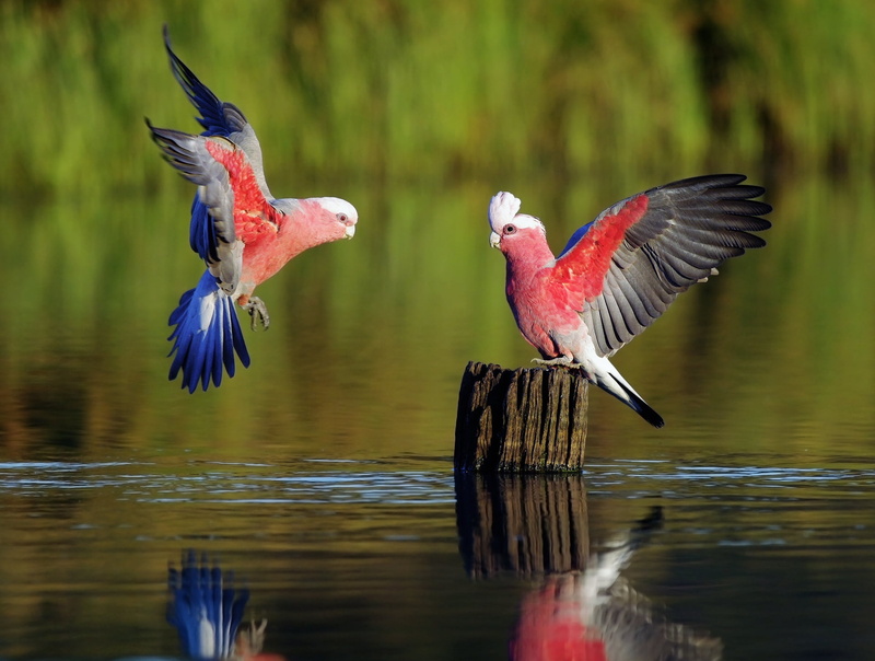 group of animals, black, 1080P, animal Wing, no people, flamingo, tree stump, reflection, animal themes, nature, spread wings, day, wildlife, parrot, animals In The Wild