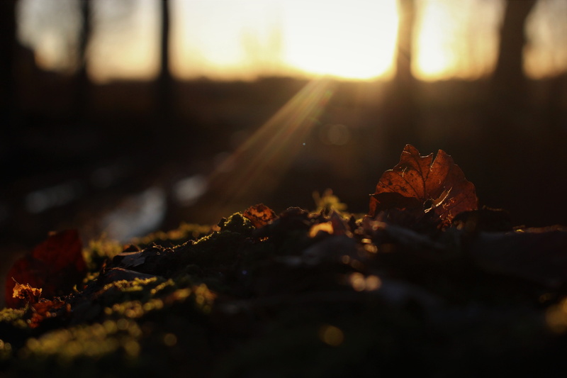 no people, outdoors, change, plant part, tree, sunlight, surface level, 5K, nature, falling, dry, sunset, fall, leaf, autumn, leaves, plant, tree stump