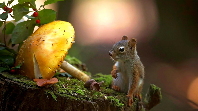 cute, tree, 4K, squirrel, mossy, snout, rodent, stump, mushroom, mammal, wildlife