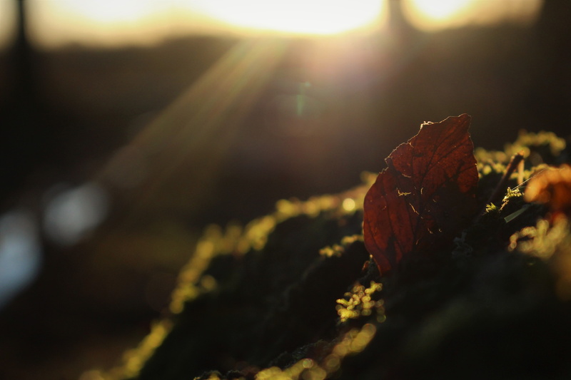 dry, beauty in nature, natural condition, plant, focus on foreground, sun, close-up, lens flare, autumn, tree, sunbeam, no people, growth, outdoors, selective focus