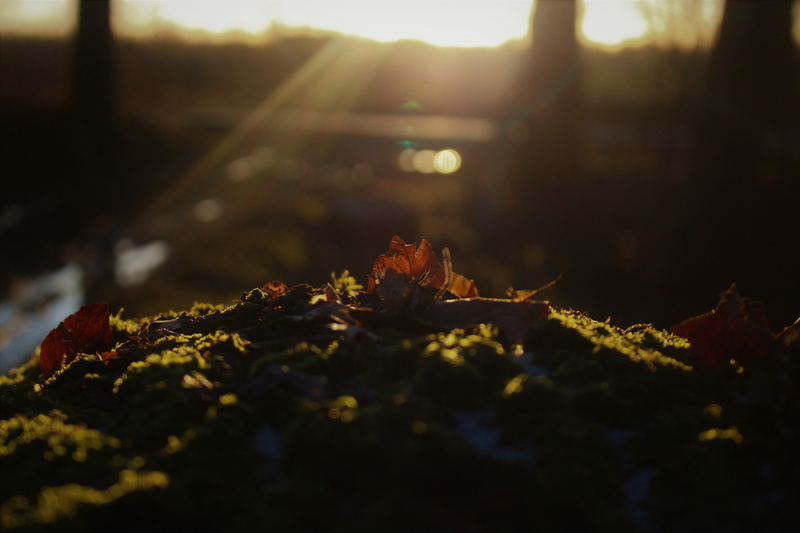 plant, change, selective focus, lens flare, maple leaf, autumn, nature, no people, close-up, plant part, beauty in nature, surface level, tree, tree stump