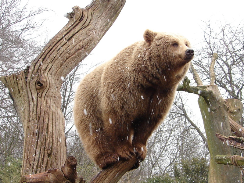 Tree, Standing, Stump, Bear, 720P