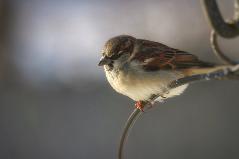 sparrow, winter, House Sparrow, beak, shallow, Nature, Backyard, local, outdoors, bird, close-up, Wildlife, house  sparrow, feather, animal, focus, brown