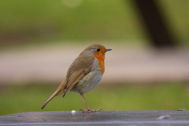 macro photography, Robin, animal, macro, 480P, brown, wooden, nature, beak, gray, photography, outdoors, brown bird, wildlife, close-up, bird, surface