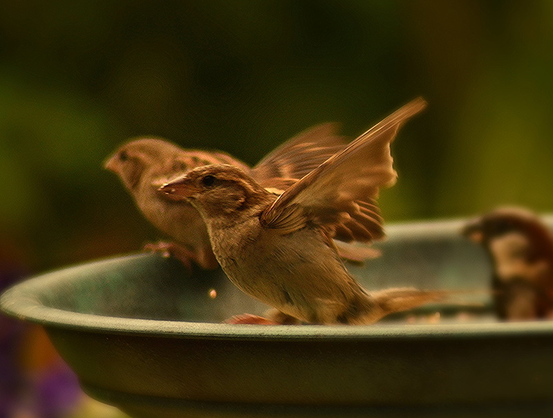 explored, bird, nature, bath, beak, brown, birds, sparrow, 1080P, animal, perched, small, bird bath, two, feather, sparrows, birds  garden