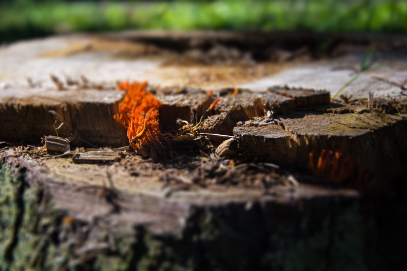 landscape, tree stump, fall, 5K