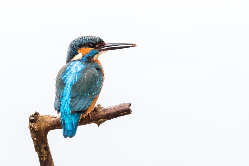 blue, Common Kingfisher, multi Colored, branch, animal, bird, Wildlife, Mecklenburgische Seenplatte, beak, Mecklenburg-Western Pomerania, alcedo atthis