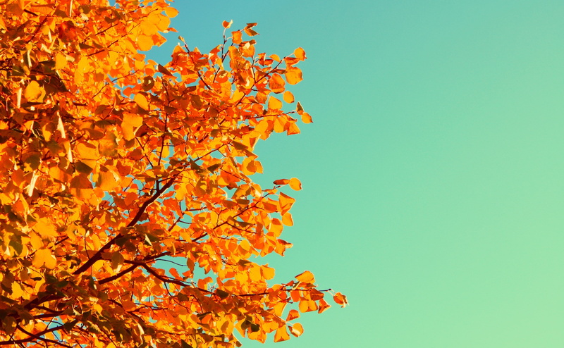 Autumn, maple tree, natural condition, 4K, plant, leaf, Natural, tree, Vivid, Photos, Photographer, mothernature, maple leaf, low angle view, Images, outdoors