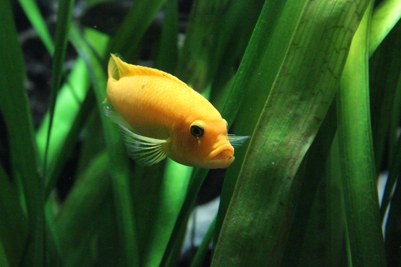 ocean, green, beside, aquatic plant, sea water, waterplants, swimming Animal, fish, goldfish, animal wildlife, underwater, one animal, sea life, swim, underwater world
