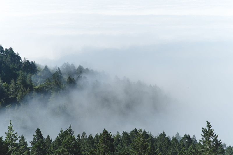 outdoors, cloud, tranquil scene, environment, pine tree, pine woodland, cloud - sky, tree, evergreen, scenics - nature, scenics, forest, coniferous tree