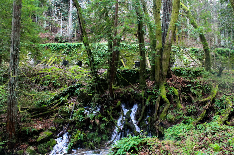 flowing water, water, autumn, forest, tree, non-urban scene, redwood, no people, day, park, land, hiking, environment, scenery, states, woodland, outdoors