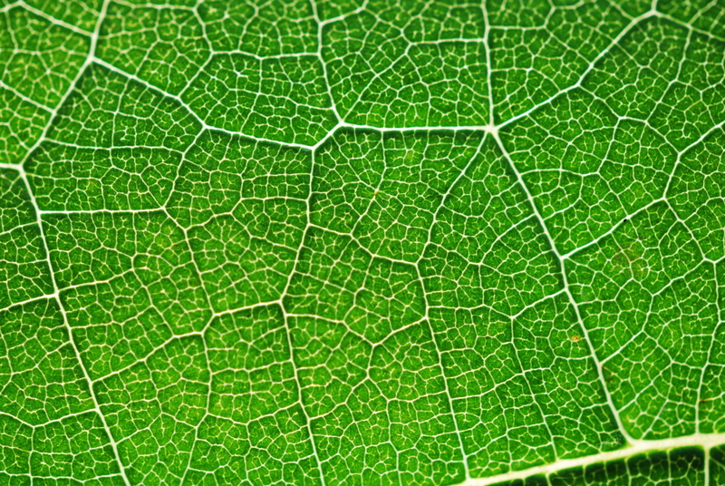day, summer, shot, leaf, backgrounds, plant part, nature, full frame, botany, freshness, leaf Vein, Photosynthesis, green Color, outdoors, pattern, textured effect
