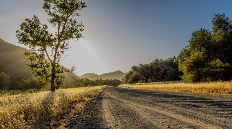 transportation, land, sun, growth, field, grass, forest, sunlight, Scenic, Nature, rural Scene, beauty In Nature, outdoor, season, dirt, tree, Landscape