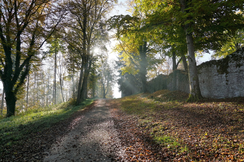 promenade, sun, forest, sky, true leaves, silent, non-urban scene, tree, the way forward, outdoor, trail, evening sun, tranquil scene, grass, environment