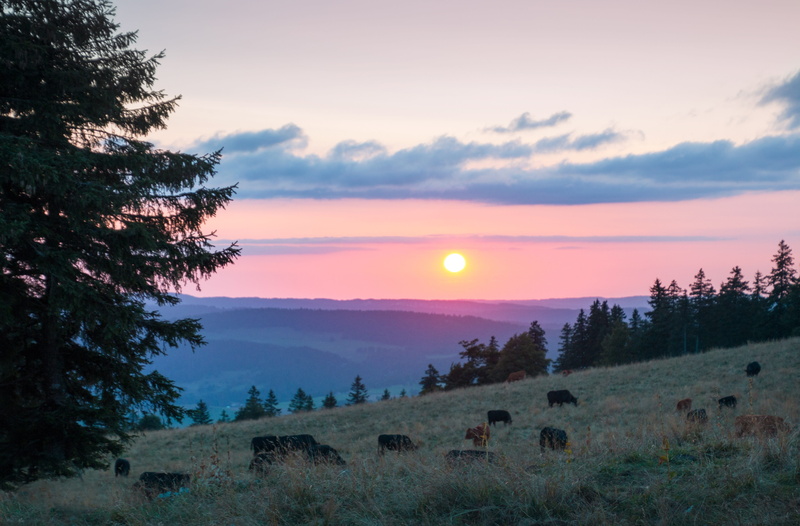 tree, meadow, pasture, cloud - sky, evening, idyll, color, background, lighting, jura, plant, eating, sunset, idyllic, hill, switzerland, colored sky, orange