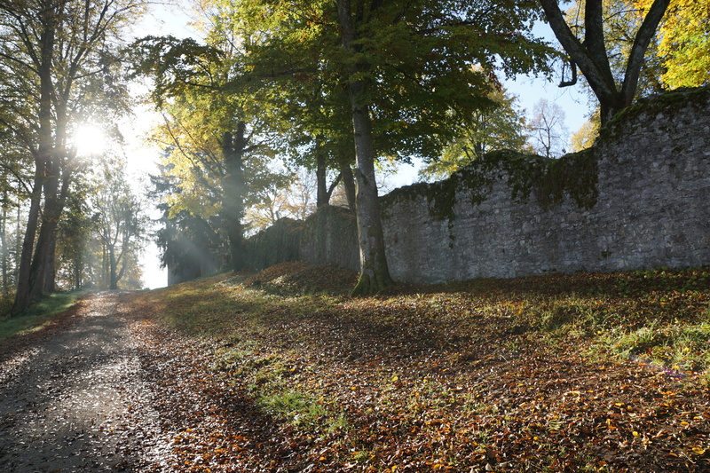 5K, promenade, luck, forest path, no people, romantic, trail, scenics - nature, recovery, golden, evening sun, outdoor, beech, tree trunk, meadow, fish
