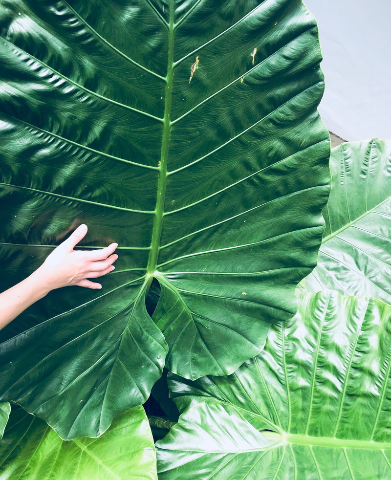 unrecognizable person, human body part, leaves, lifestyles, one person, finger, koh chang, plant, jungle, 2K, leisure activity, person, day, leaf, green color