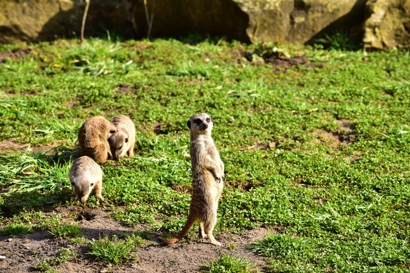animals in the wild, social, overseer, animal family, Watch, vertebrate, day, field, sunlight, three animals, animal themes, wild, grass, animal wildlife