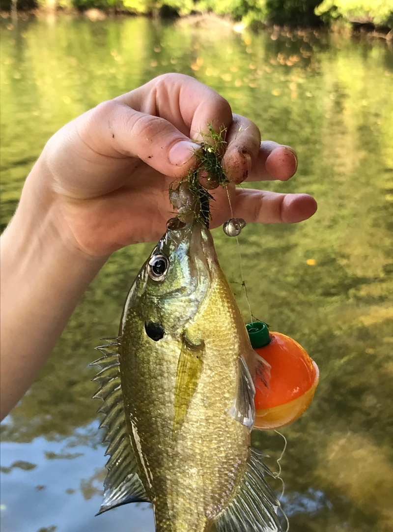 food and drink, body part, food, animal wildlife, outdoors, hook, hand, day, one person, water, focus on foreground, skin, scales, catch of fish, freshness