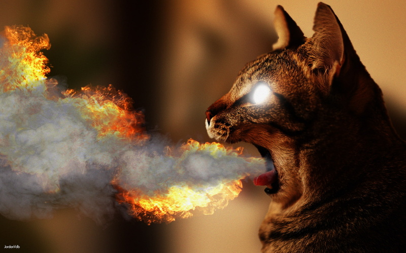 1080P, photo manipulation, cat, Photoshop, animal eyes